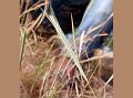 Slender Braid Grass